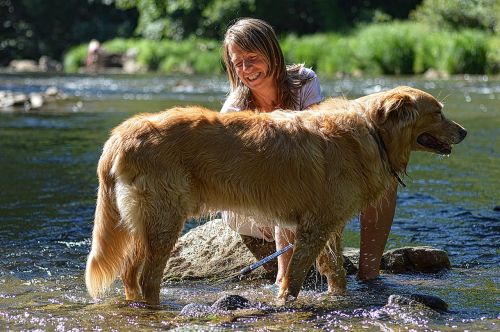 dog golden retriever animal