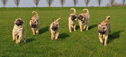 dog sharpei animal