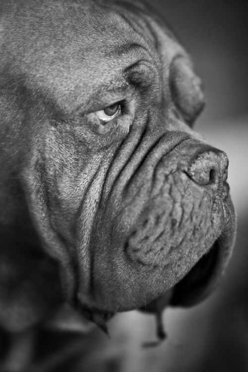 dog face portrait