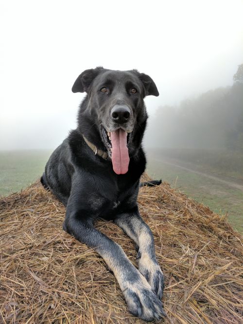 pose portrait dog