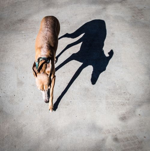 dog shadow italian greyhound