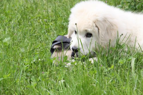 dog white berger