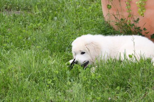 dog white berger