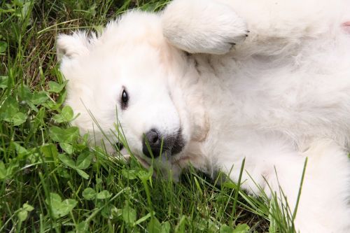 dog white berger