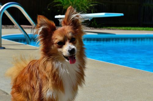 dog puppy pool