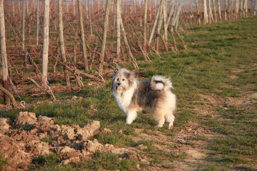 dog field outdoors