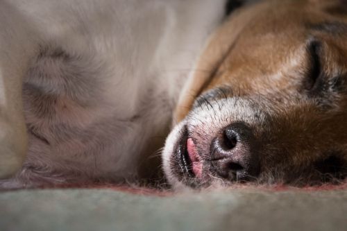 dog sleep language