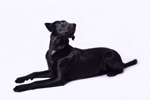 dog black labrador