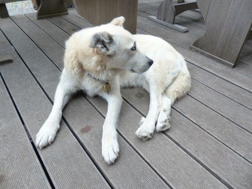 dog white fur