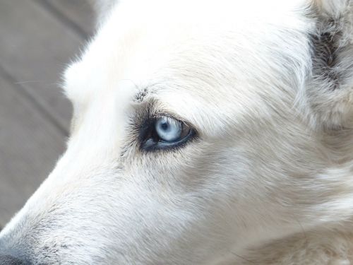 dog white face