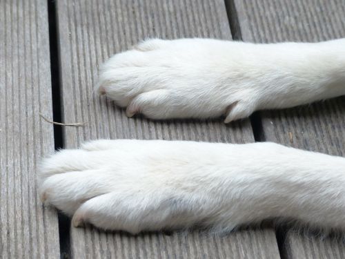 dog paws foot