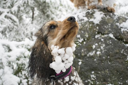 dog snowball frozen