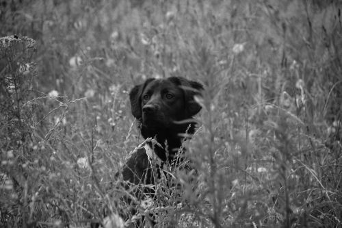 dog black and white labrador