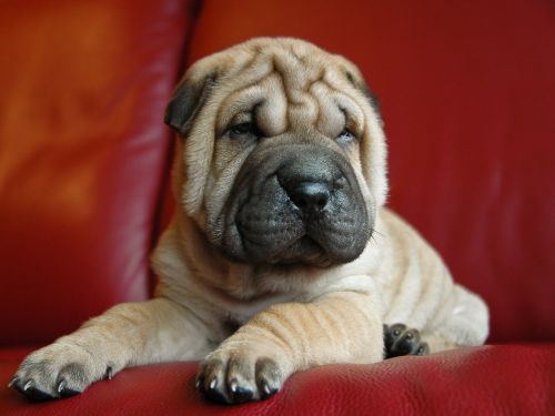 dog puppy sharpei