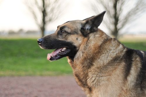 dog german shepherd animal