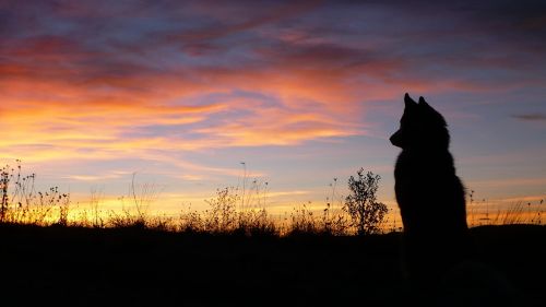 dog wolf profile dog