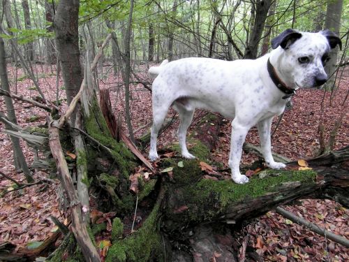 dog forest white