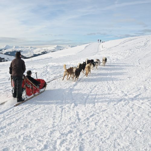 dog sled snow