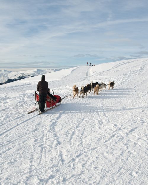 dog sled snow