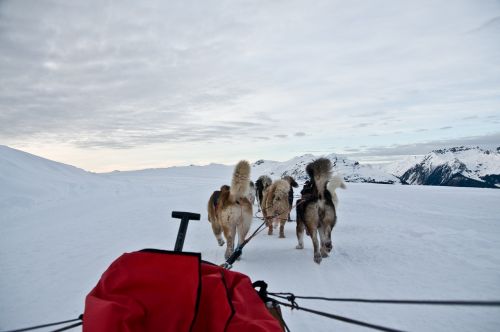 dog sled snow