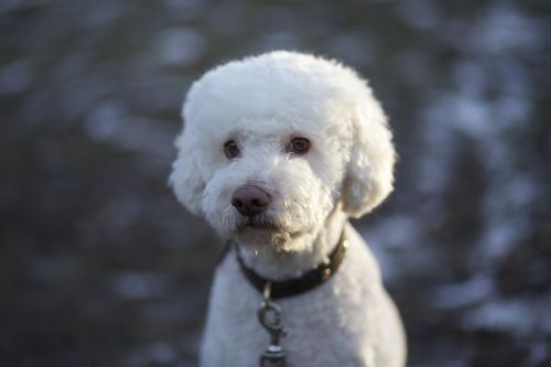 dog truffle dog white
