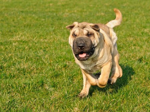 dog sharpei run