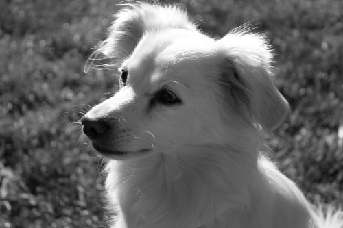 dog cute black and white