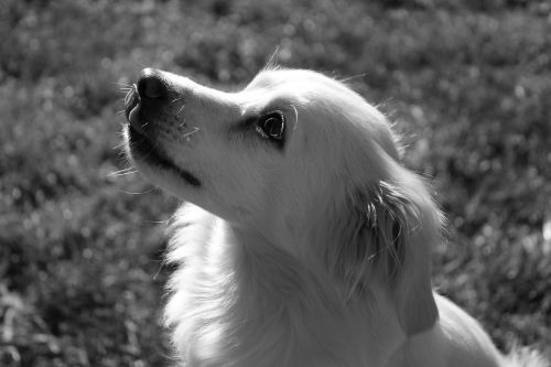 dog cute black and white