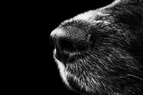 dog nose snout