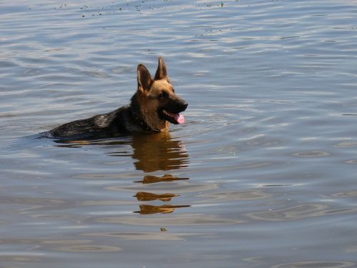 dog shepherd floats