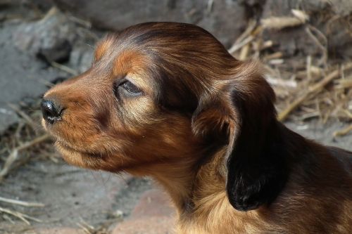 dog dachshund puppy