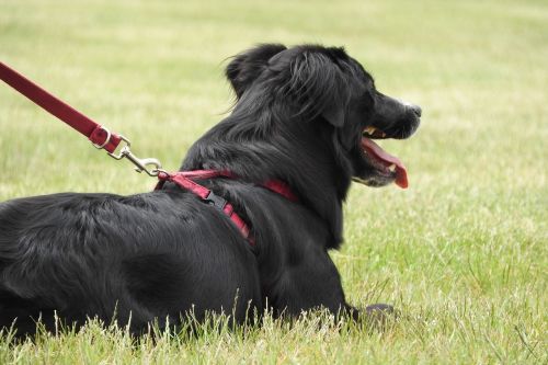 dog guide harness