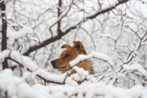 dog chinese rural dogs snow