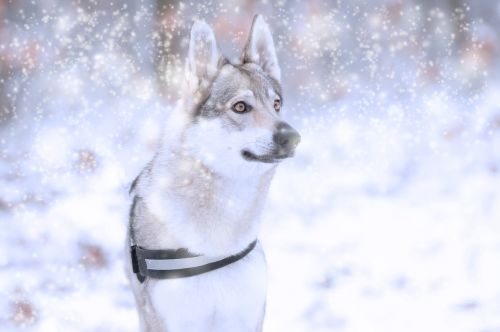 dog wolfdog winter