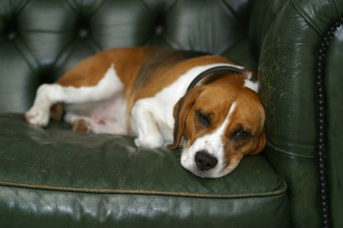 dog beagle sleeping