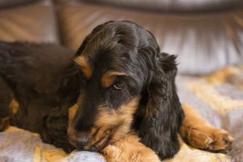 dog animals cocker spaniel