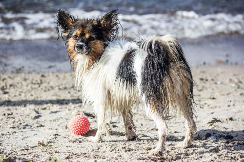 dog pet ball