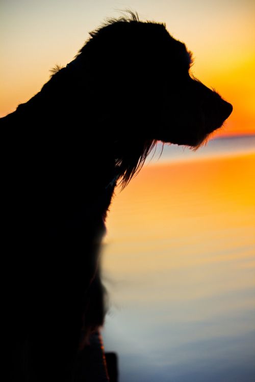 dog sunset back light
