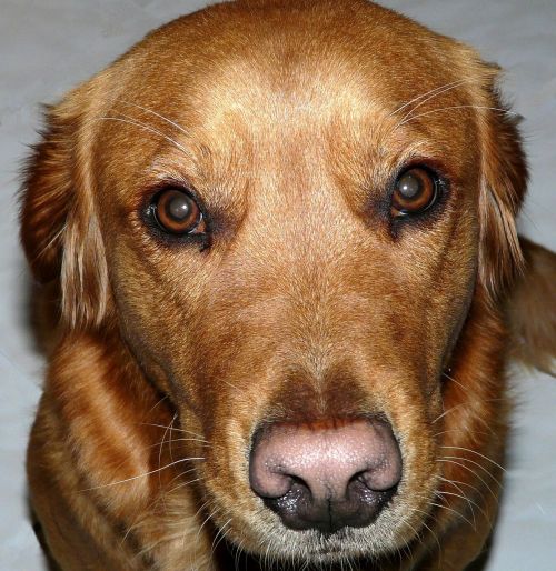 dog golden retriever head