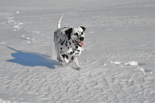 dog dalmatian dog running