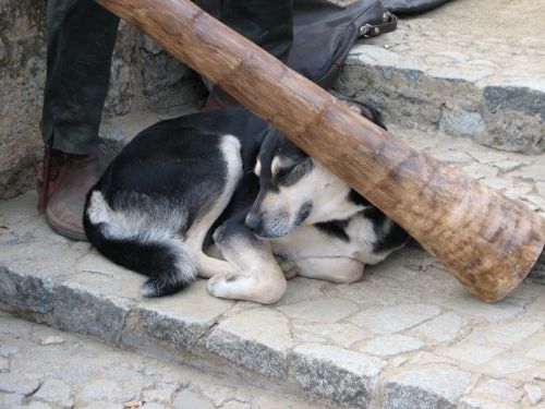 dog didgeridoo chill out