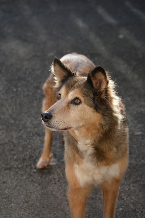 dog curious hybrid