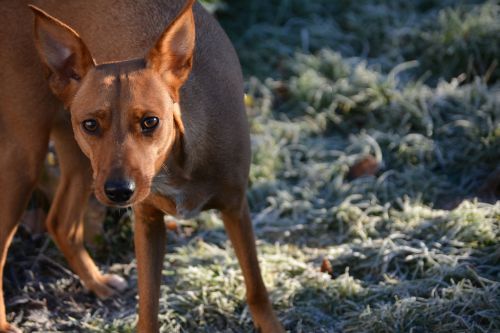 dog hybrid wildlife photography