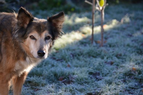 dog hybrid hundeportrait