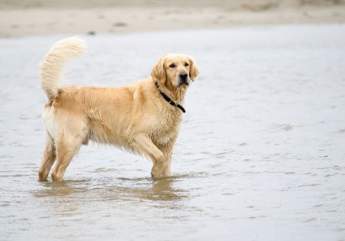 dog golden retriever beach