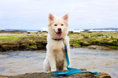 dog puppy beach