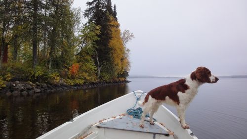 dog boat autumn
