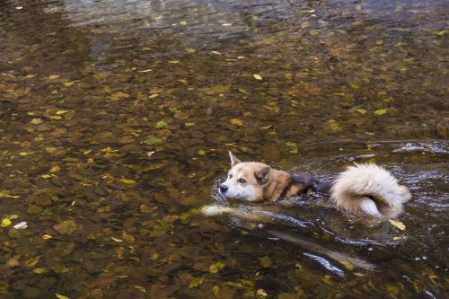 dog swim nature