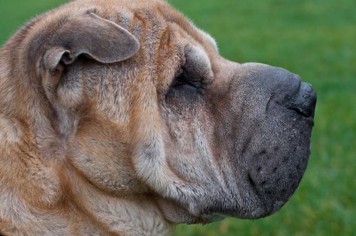 dog sharpei profile