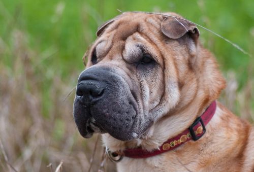 dog sharpei head